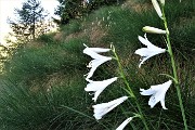 10 Giglio di monte (Paradisea liliastrum)